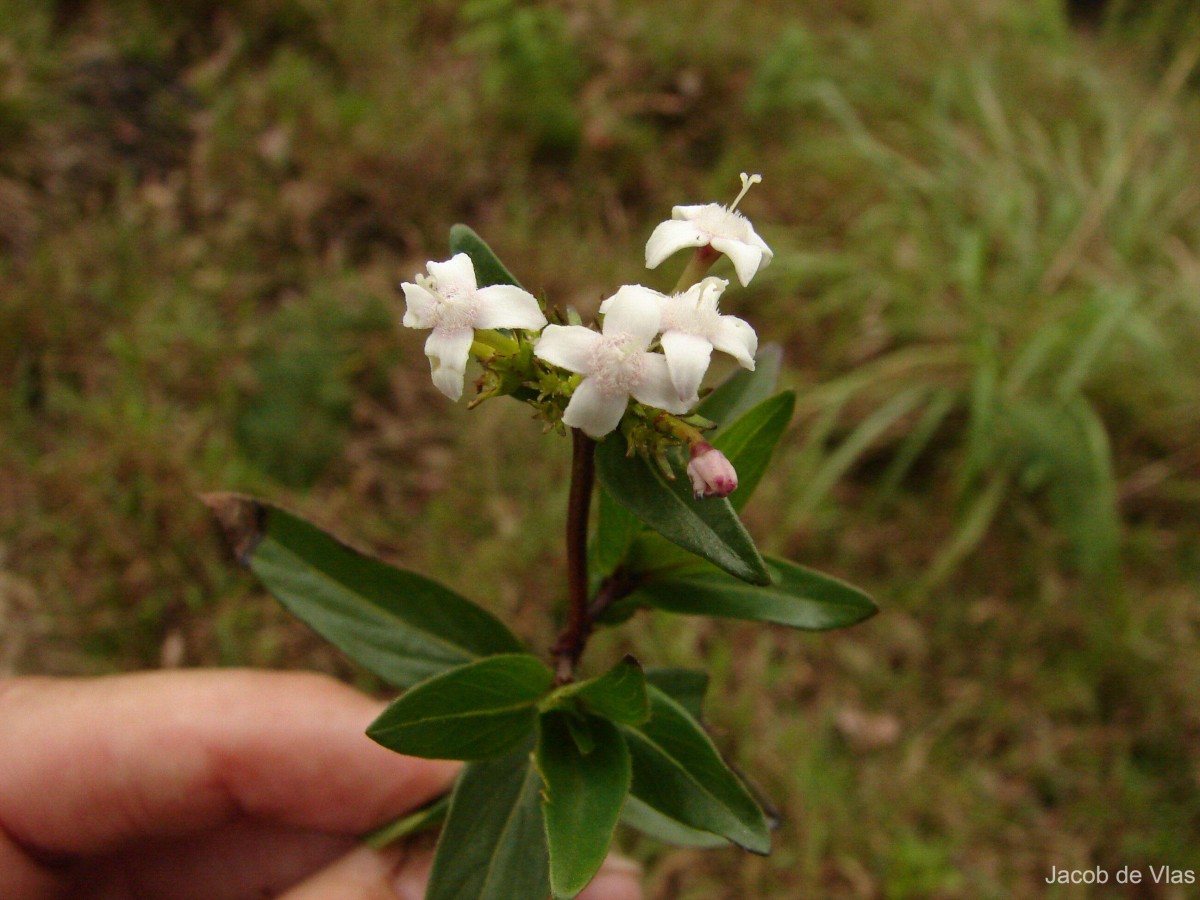 Knoxia platycarpa var. platycarpa